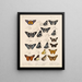 Insekter Lepidoptera Rhopalocères Pl 075 - Frederick DuCane Godman — inramlat konstverk på väggen
