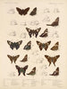 Insekter Lepidoptera Rhopalocères Pl 076 - Frederick DuCane Godman — vy av konstverket
