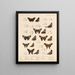 Insekter Lepidoptera Rhopalocères Pl 076 - Frederick DuCane Godman — inramlat konstverk på väggen