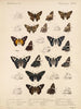 Insekter Lepidoptera Rhopalocera Pl 077 - Frederick DuCane Godman — vy av konstverket