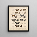 Insekter Lepidoptera Rhopalocera Pl 077 - Frederick DuCane Godman — inramlat konstverk på väggen