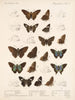 Insekter Lepidoptera Rhopalocères Pl 078 - Frederick DuCane Godman — vy av konstverket