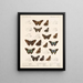 Insekter Lepidoptera Rhopalocères Pl 078 - Frederick DuCane Godman — inramlat konstverk på väggen