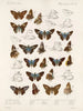 Insekter Lepidoptera Rhopalocera Pl 106 - Frederick DuCane Godman — vy av konstverket
