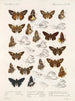 Insekter Lepidoptera Rhopalocera Pl 107 - Frederick DuCane Godman — vy av konstverket