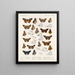 Insekter Lepidoptera Rhopalocera Pl 107 - Frederick DuCane Godman — inramlat konstverk på väggen