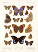Insekter Lepidoptera Rhopalocères Pl 108 - Frederick DuCane Godman — vy av konstverket