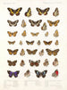 Insekter Lepidoptera Rhopalocères Pl 109 - Frederick DuCane Godman — vy av konstverket