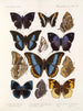 Insekter Lepidoptera Rhopalocera Pl 110 - Frederick DuCane Godman — vy av konstverket