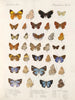 Insekter Lepidoptera Rhopalocera Pl 111 - Frederick DuCane Godman — vy av konstverket