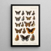 Insecta Lepidoptera Rhopalocera Pl 113 - Frederick DuCane Godman — inramlat konstverk på väggen