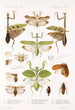 Insecta Orthoptera Pl 2 - Frederick DuCane Godman — vy av konstverket