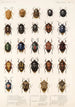 Insecta Rhynchota Hemiptera Heteroptera Pl 03 - Frederick DuCane Godman — vy av konstverket