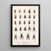 Insecta Rhynchota Hemiptera Heteroptera Pl 11 - Frederick DuCane Godman — inramlat konstverk på väggen