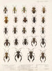 Insecta Rhynchota Hemiptera Heteroptera Pl 11 - Frederick DuCane Godman — vy av konstverket