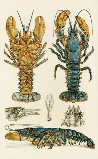 Frederick McCoy - Crustacea II.webp
