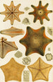 Echinodermes - Frederick McCoy — vy av konstverket
