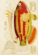 Fisken III - Frederick McCoy — vy av konstverket
