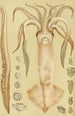 Mollusques I - Frederick McCoy — vy av konstverket