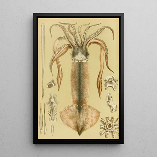 Frederick McCoy - Mollusca II.webp