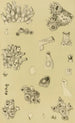 Bryozoaires I - Frederick McCoy — vy av konstverket