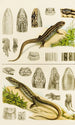 Reptiles VIII - Frederick McCoy — vy av konstverket