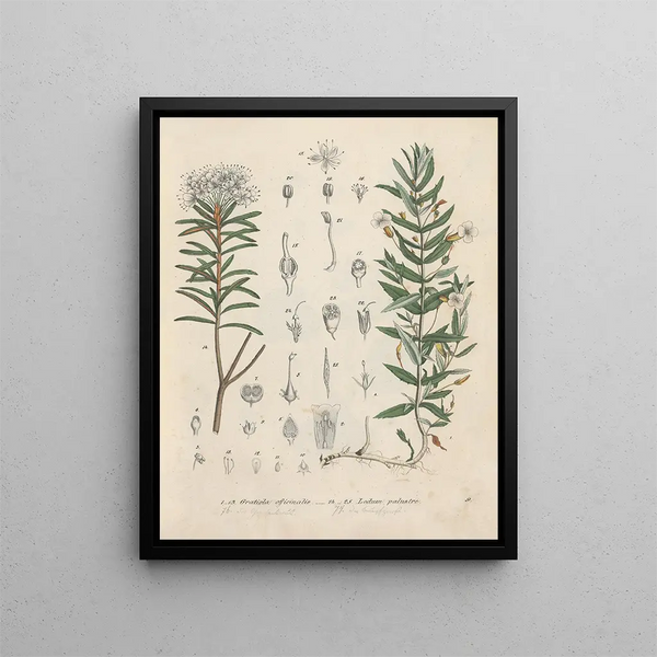 Friedrich Berge - GiftpflanzenBuch Pl09.webp