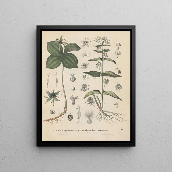 Friedrich Berge - GiftpflanzenBuch Pl15.webp