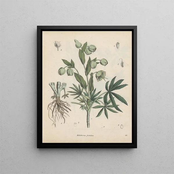 Friedrich Berge - GiftpflanzenBuch Pl21.webp