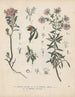 Livre des plantes toxiques Pl23 - Friedrich Berge — vy av konstverket