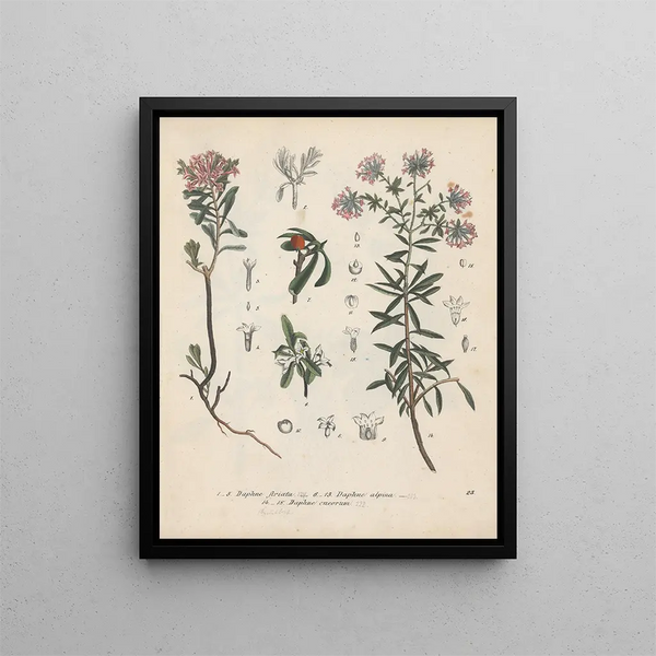 Friedrich Berge - GiftpflanzenBuch Pl23.webp