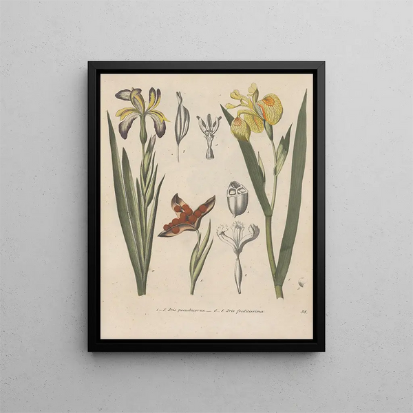 Friedrich Berge - GiftpflanzenBuch Pl58.webp