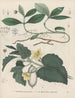 Livre des plantes toxiques Pl61 - Friedrich Berge — vy av konstverket