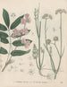 Livre des plantes toxiques Pl62 - Friedrich Berge — vy av konstverket