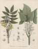 Livre des plantes toxiques Pl63 - Friedrich Berge — vy av konstverket