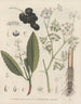 Livre des plantes toxiques Pl64 - Friedrich Berge — vy av konstverket