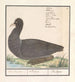 Fulica atra - Anselmus Botius de Boodt — vy av konstverket