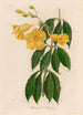 Allamanda cathartica - Gaetano Savi — vy av konstverket