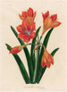 Amaryllis mexicana - Gaetano Savi — vy av konstverket