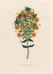Anagallis collina - Gaetano Savi — vy av konstverket