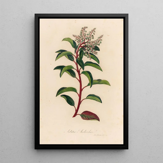 Gaetano Savi - Arbutus Andrachne.webp