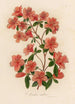Azalea indica - Gaetano Savi — vy av konstverket