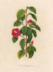 Camellia japonica - Gaetano Savi — vy av konstverket