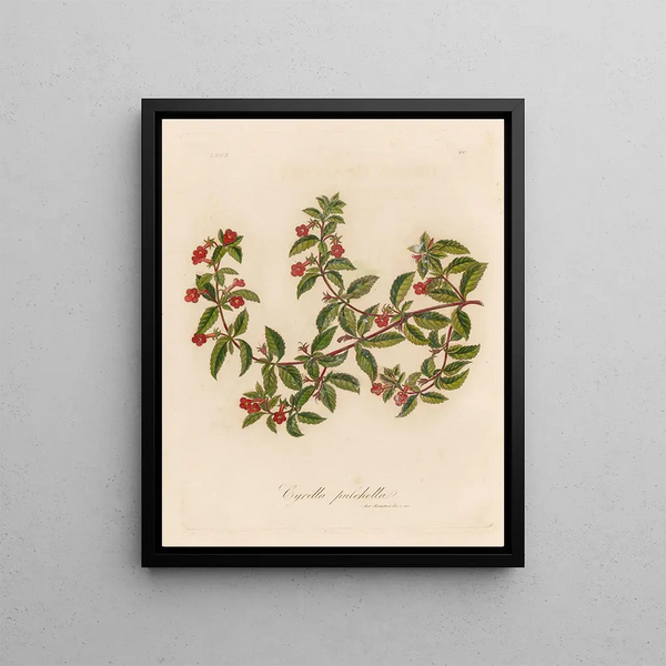 Gaetano Savi - Cyrilla pulchella.webp