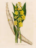 Cyrtopodium glutiniferum - Gaetano Savi — vy av konstverket