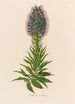 Echium candicans - Gaetano Savi — vy av konstverket