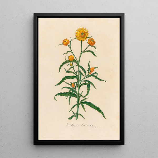 Gaetano Savi - Elichrysum bracteatum.webp