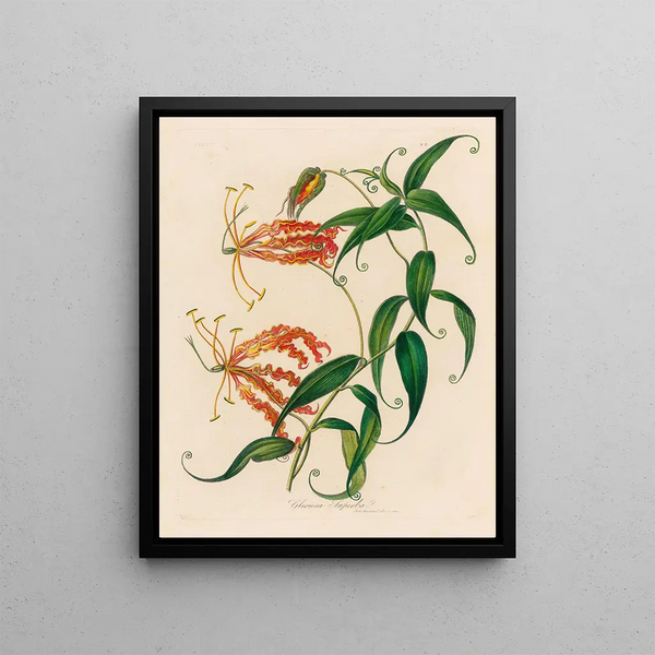 Gaetano Savi - Gloriosa Superba.webp