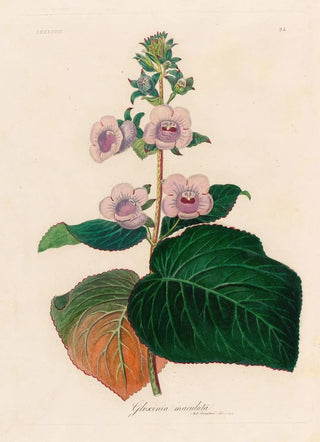 Gaetano Savi - Gloxinia maculata.webp