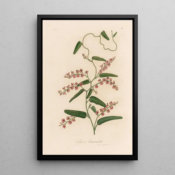 Gaetano Savi - Glycine bimaculata.webp